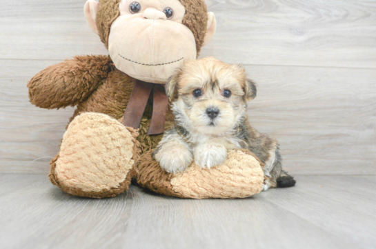 Best Yorkie Chon Baby