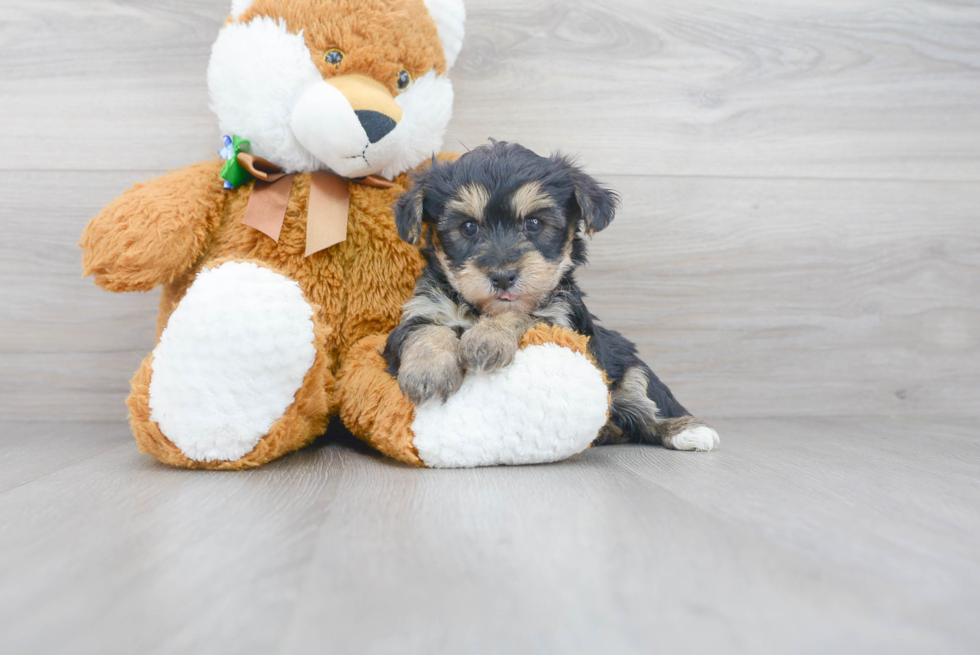 Meet Buddy - our Yorkie Chon Puppy Photo 2/3 - Premier Pups