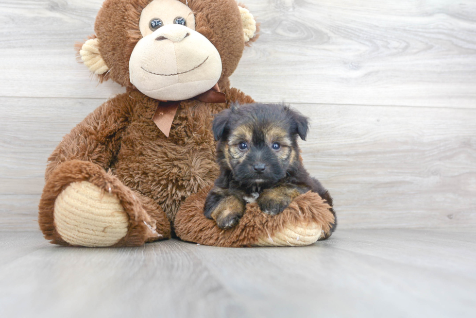 Meet Ewok - our Yorkie Chon Puppy Photo 1/3 - Premier Pups