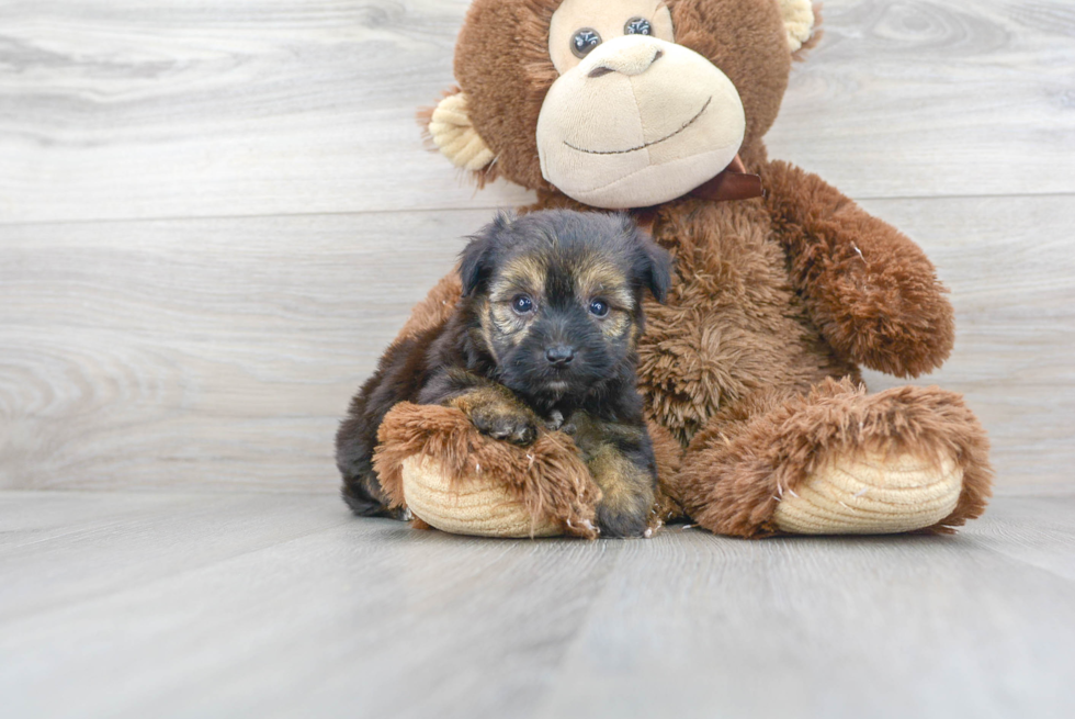 Meet Ewok - our Yorkie Chon Puppy Photo 2/3 - Premier Pups
