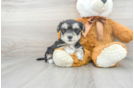 Meet Ewok - our Yorkie Chon Puppy Photo 2/3 - Premier Pups