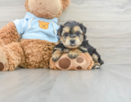 5 week old Yorkie Chon Puppy For Sale - Premier Pups