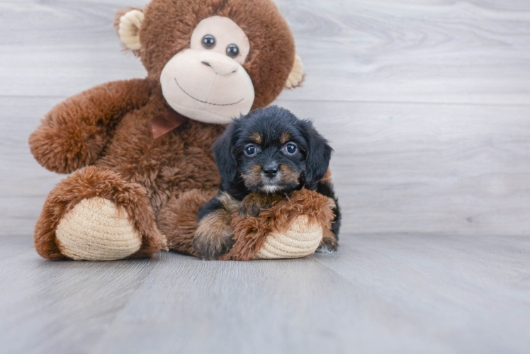 Meet Harper - our Yorkie Chon Puppy Photo 1/3 - Premier Pups
