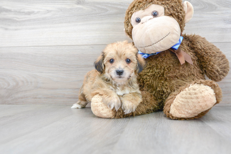 Meet Henley - our Yorkie Chon Puppy Photo 1/3 - Premier Pups