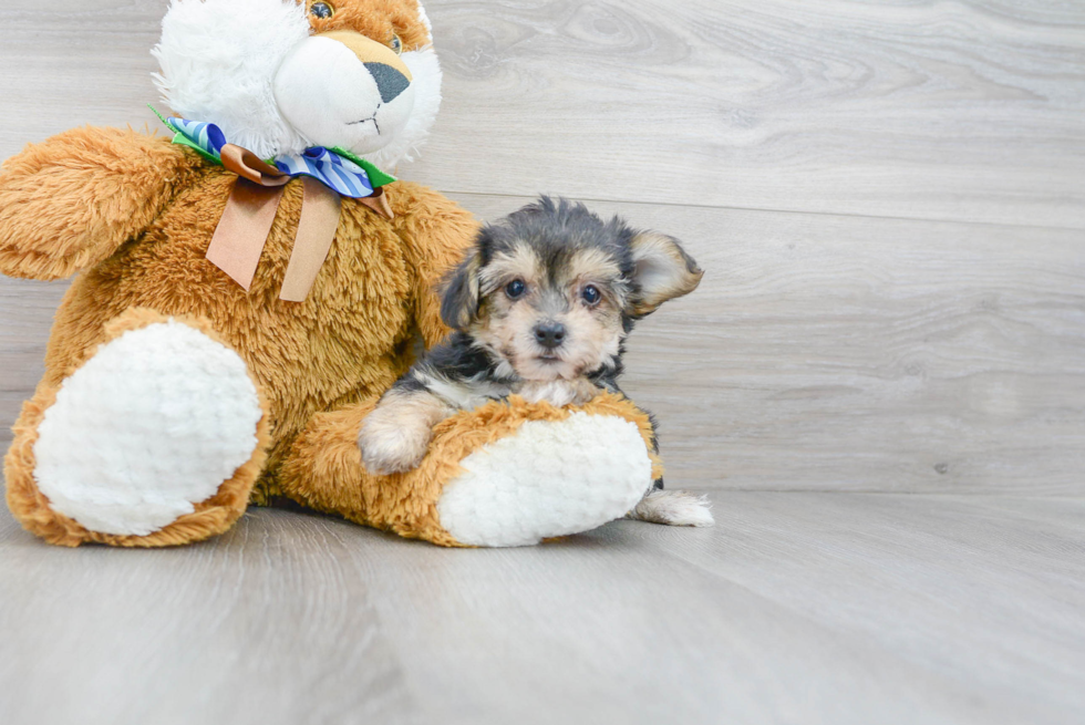 Meet Hiccup - our Yorkie Chon Puppy Photo 2/3 - Premier Pups