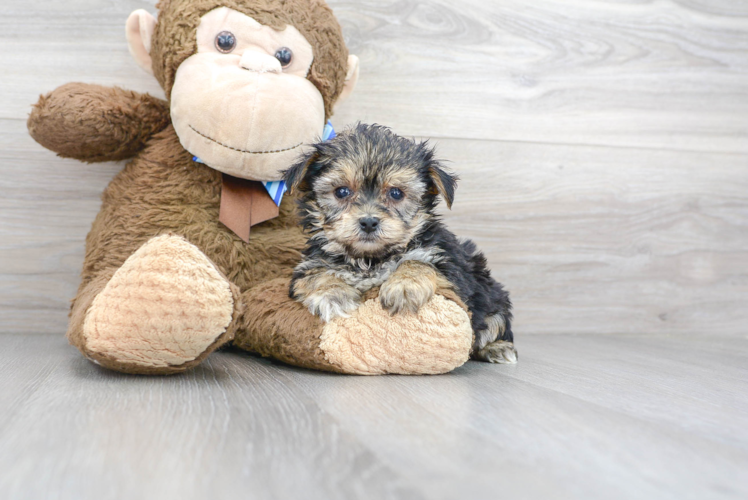Meet Hiccup - our Yorkie Chon Puppy Photo 1/3 - Premier Pups