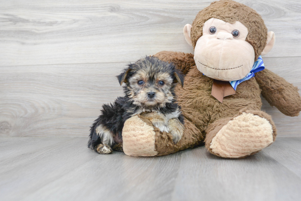 Meet Hiccup - our Yorkie Chon Puppy Photo 2/3 - Premier Pups