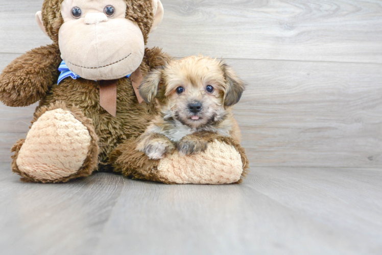 Meet Hud - our Yorkie Chon Puppy Photo 1/3 - Premier Pups