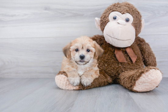 Yorkie Chon Puppy for Adoption