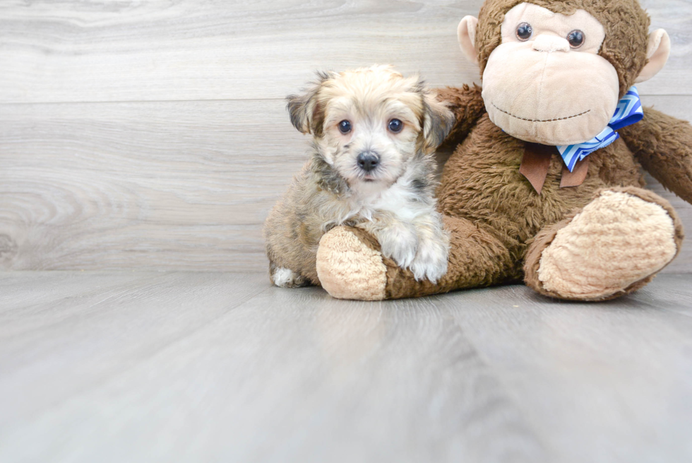 Meet Jay - our Yorkie Chon Puppy Photo 2/3 - Premier Pups