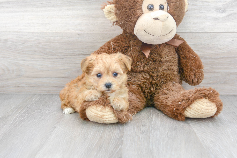 Meet Johnny - our Yorkie Chon Puppy Photo 1/3 - Premier Pups