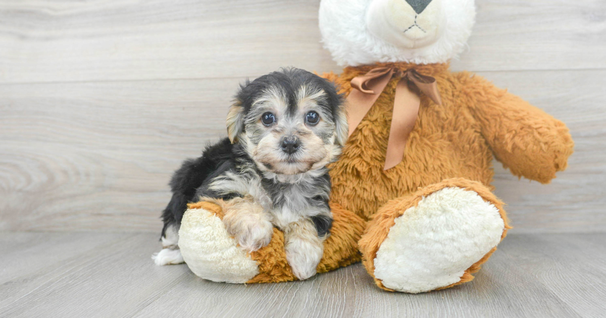 Cute Yorkie Chon Krista: 2lb 7oz Designer Puppy