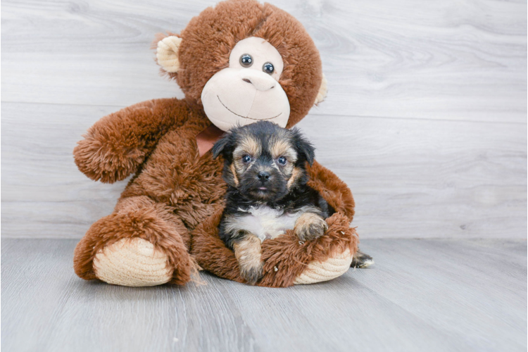 TEACUP YORKIE CHON PUPPY