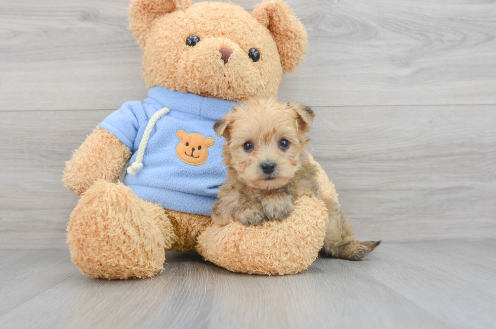 6 week old Yorkie Chon Puppy For Sale - Premier Pups