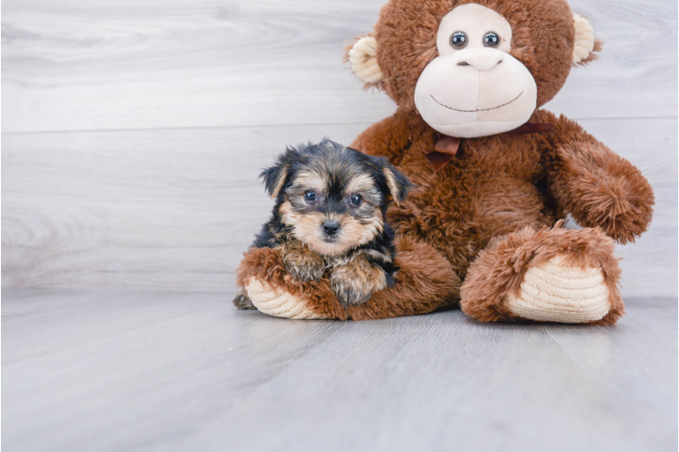 TEACUP YORKIE CHON PUPPY