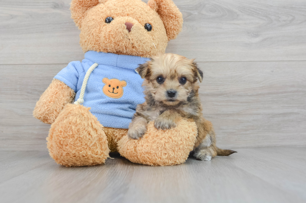 6 week old Yorkie Chon Puppy For Sale - Premier Pups