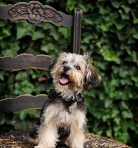 Black and Tan Yorkie Chon adult dog with floppy ears