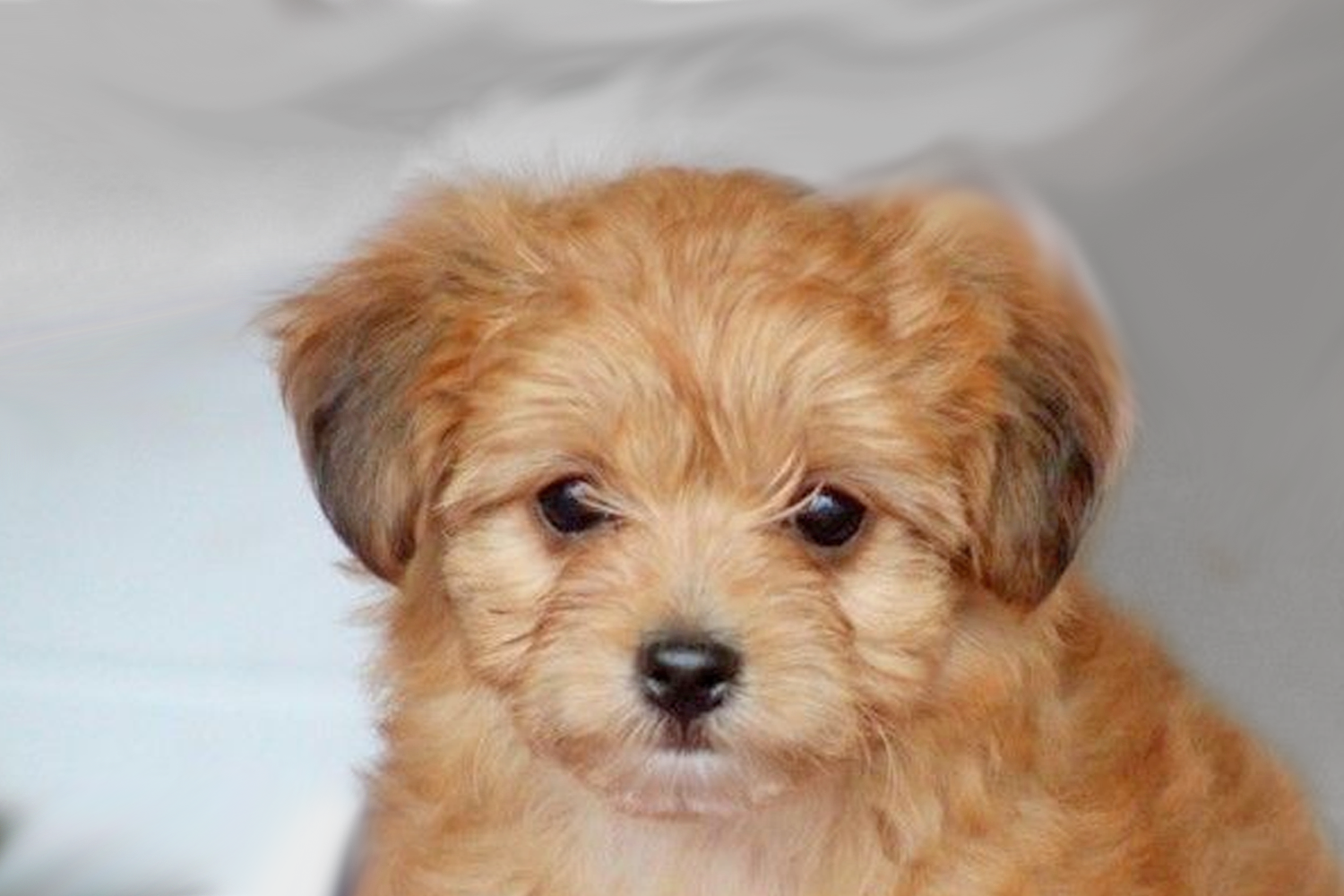 yorkie bichon puppies for sale