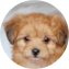 Yorkie Chon Puppy For Sale - Premier Pups