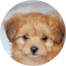 Yorkie Chon Puppies For Sale - Premier Pups