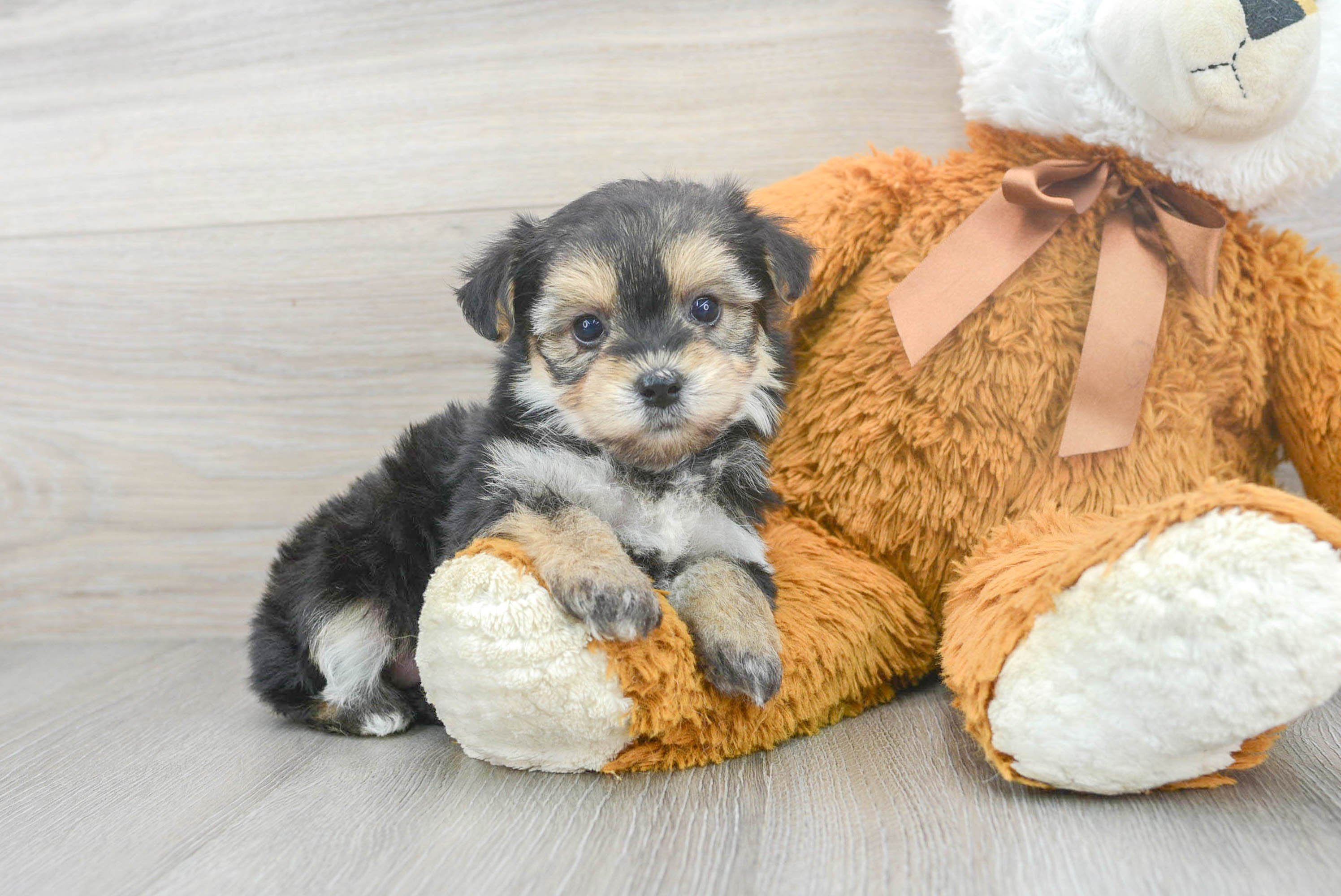 Yorkie chon for sales sale near me