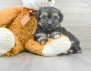 7 week old Yorkie Chon Puppy For Sale - Premier Pups