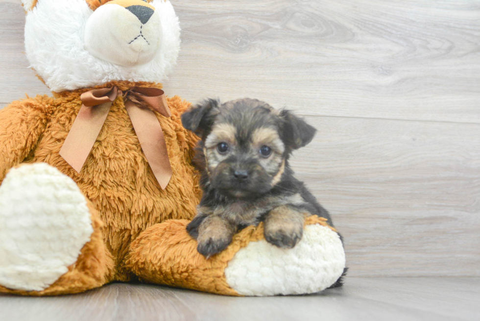 Meet Song - our Yorkie Chon Puppy Photo 2/3 - Premier Pups