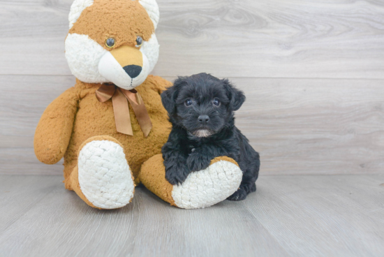 Yorkie Poo Pup Being Cute