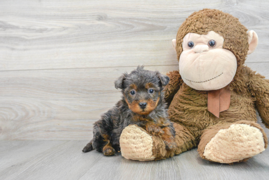 Sweet Yorkie Poo Baby