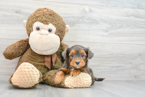 Popular Yorkie Poo Poodle Mix Pup