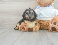 5 week old Yorkie Poo Puppy For Sale - Premier Pups