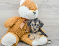 5 week old Yorkie Poo Puppy For Sale - Premier Pups