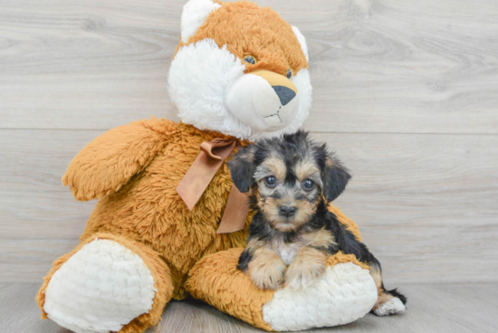 Energetic Yorkie Doodle Poodle Mix Puppy