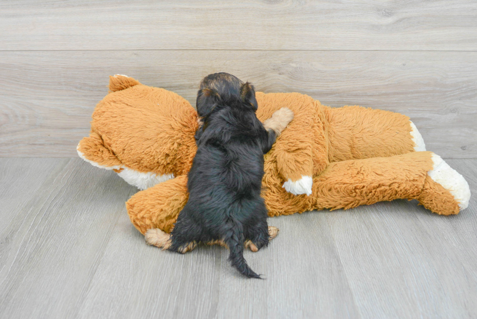 Yorkie Poo Puppy for Adoption