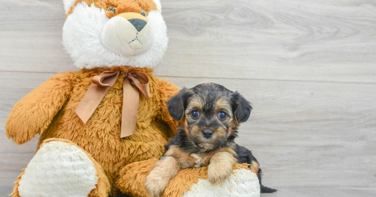 Hypoallergenic Yorkie Poo Dallas 2lb 5oz Doodle Puppy