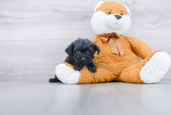 Funny Yorkie Poo Poodle Mix Pup