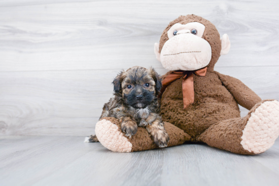 Yorkie Poo Pup Being Cute