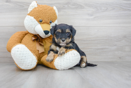 Funny Yorkie Poo Poodle Mix Pup