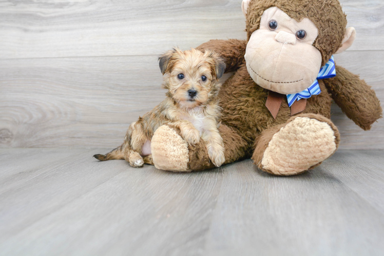 Energetic Yorkie Doodle Poodle Mix Puppy