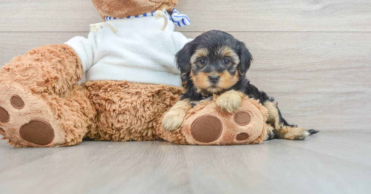 Hypoallergenic Yorkie Poo Danica: 2lb 4oz Doodle Puppy