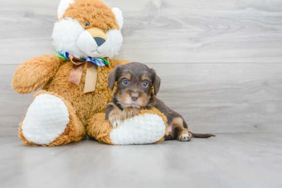 Cute Yorkie Poo Baby