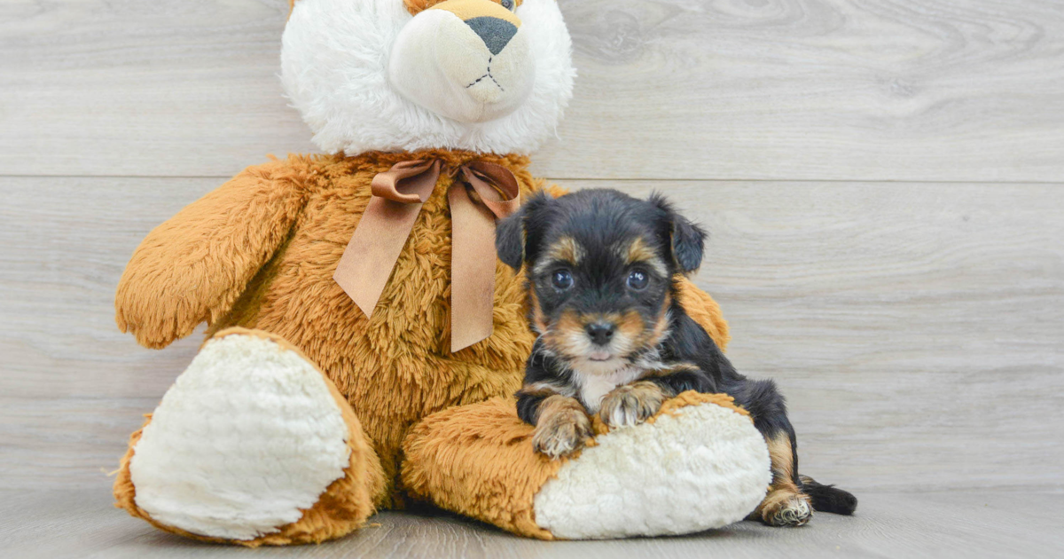 Hypoallergenic Yorkie Poo Delilah 1lb 15oz Doodle Puppy