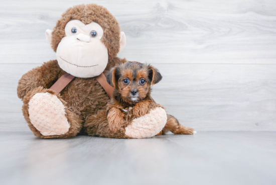 Yorkie Poo Pup Being Cute