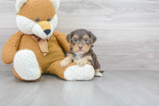 Yorkie Poo Pup Being Cute