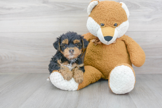 Yorkie Poo Pup Being Cute