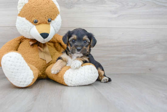 Hypoallergenic Yorkie Doodle Poodle Mix Puppy