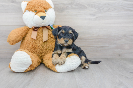 Little Yorkie Doodle Poodle Mix Puppy