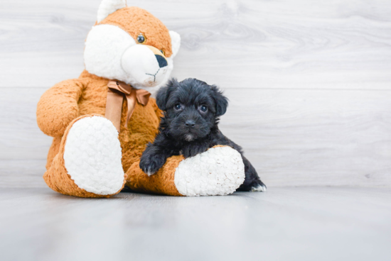 Yorkie Poo Pup Being Cute