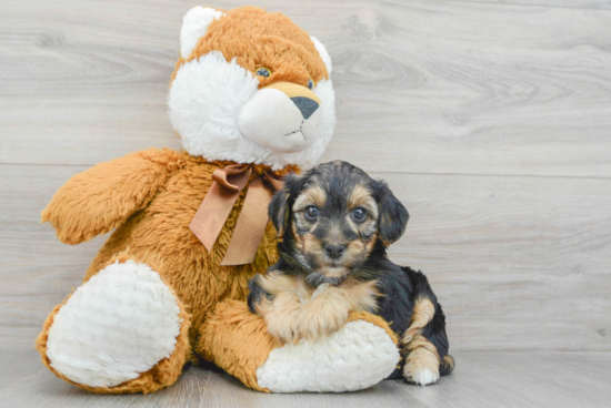 Funny Yorkie Poo Poodle Mix Pup