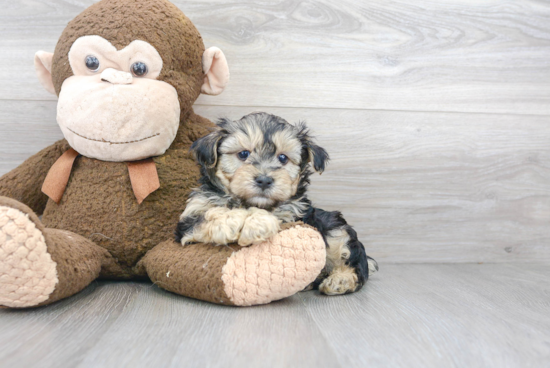 Small Yorkie Poo Baby